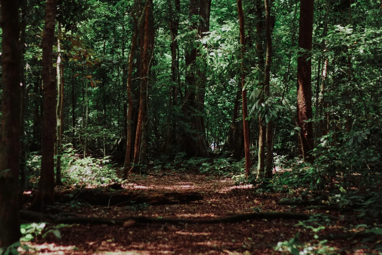 The Resilient Professional: Your Lean Digital Wellness Startup for High-Achievers.