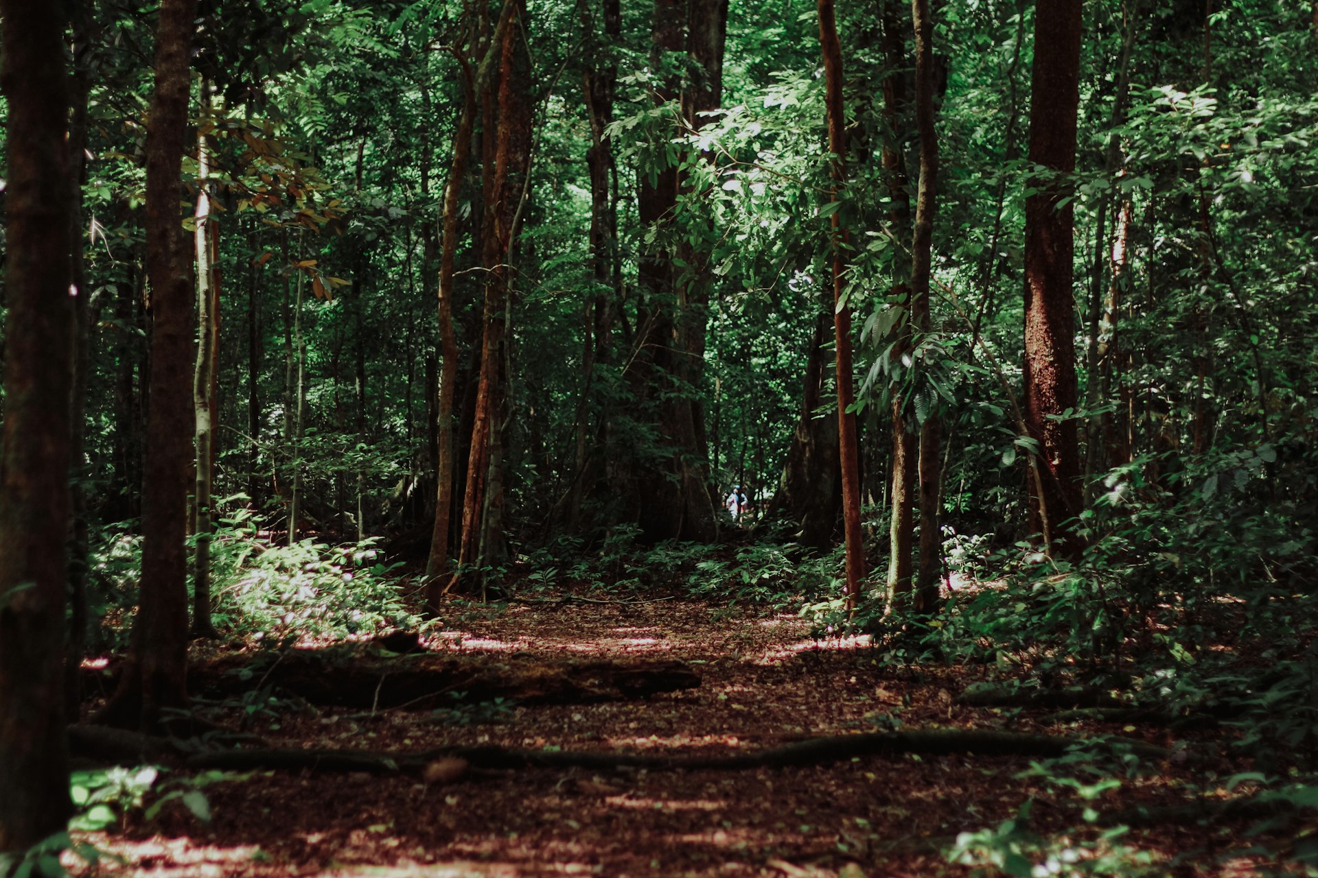 The Resilient Professional: Your Lean Digital Wellness Startup for High-Achievers.