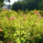 Bio-Business Blueprint: Start Profitable, Sustainable Synthetic Biology