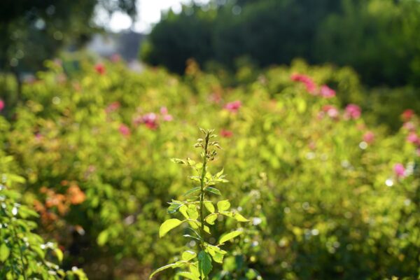 Bio-Business Blueprint: Start Profitable, Sustainable Synthetic Biology