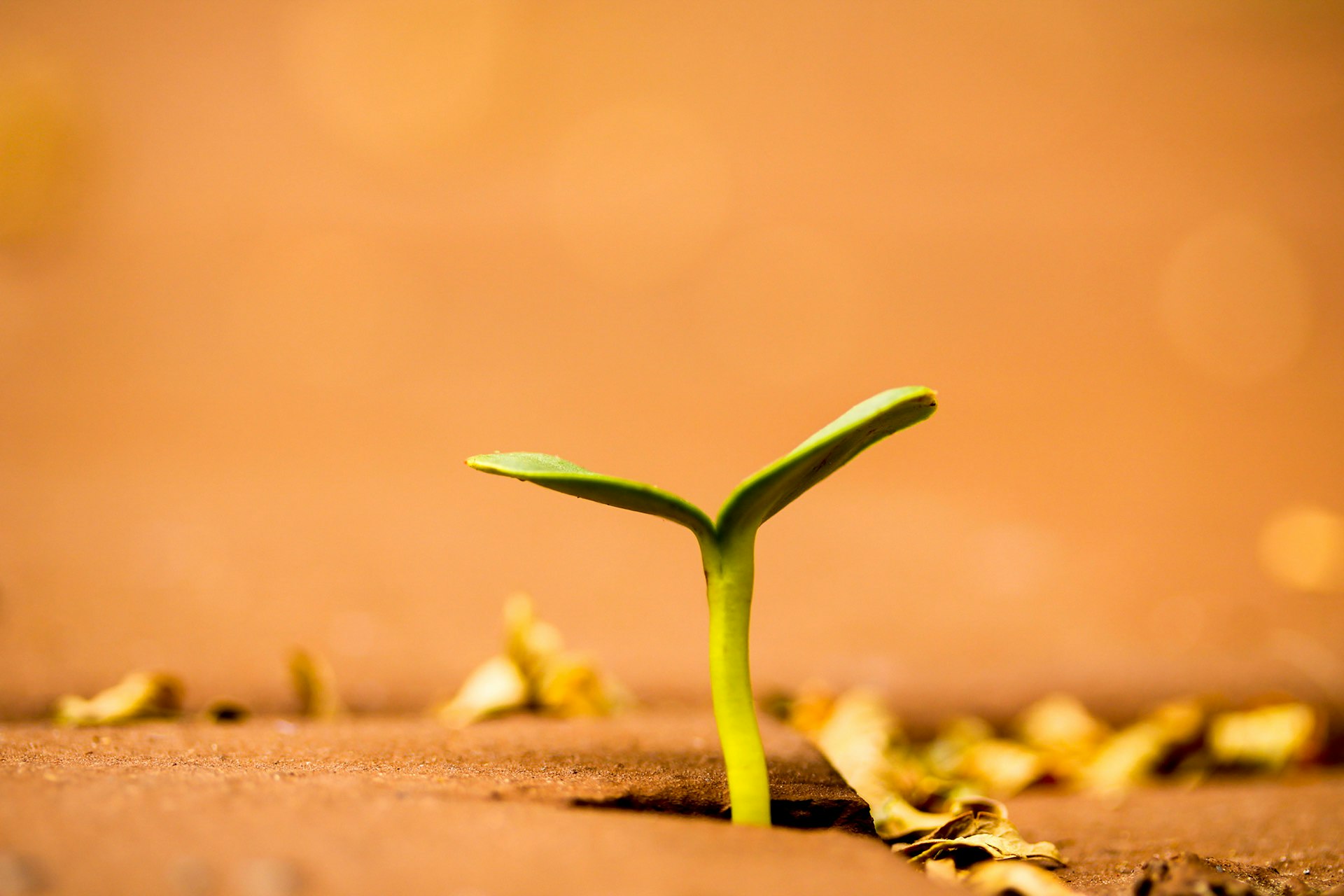 AI-Powered Small Farm Tech: Diagnose, Insure, & Thrive.
