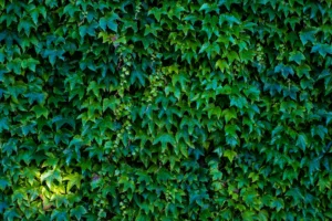 Hyper-Local Soil Startup: Turn Waste into Green Gold with 500 AED!