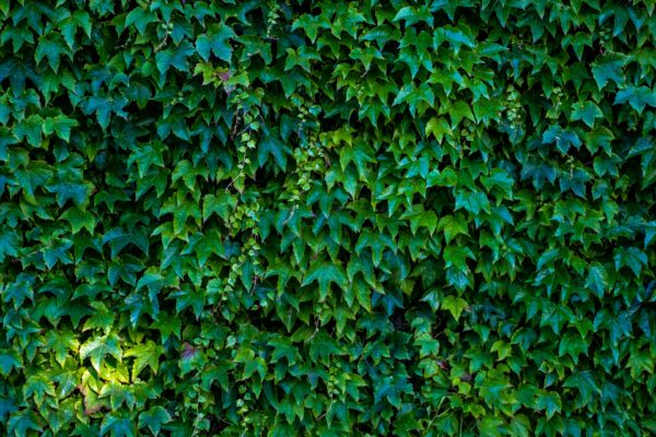 Hyper-Local Soil Startup: Turn Waste into Green Gold with 500 AED!