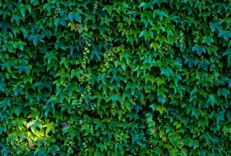Hyper-Local Soil Startup: Turn Waste into Green Gold with 500 AED!
