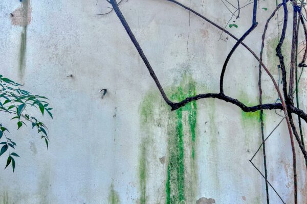 Your AI Expert: Green Algorithm for Sustainable, Profitable Business Growth.
