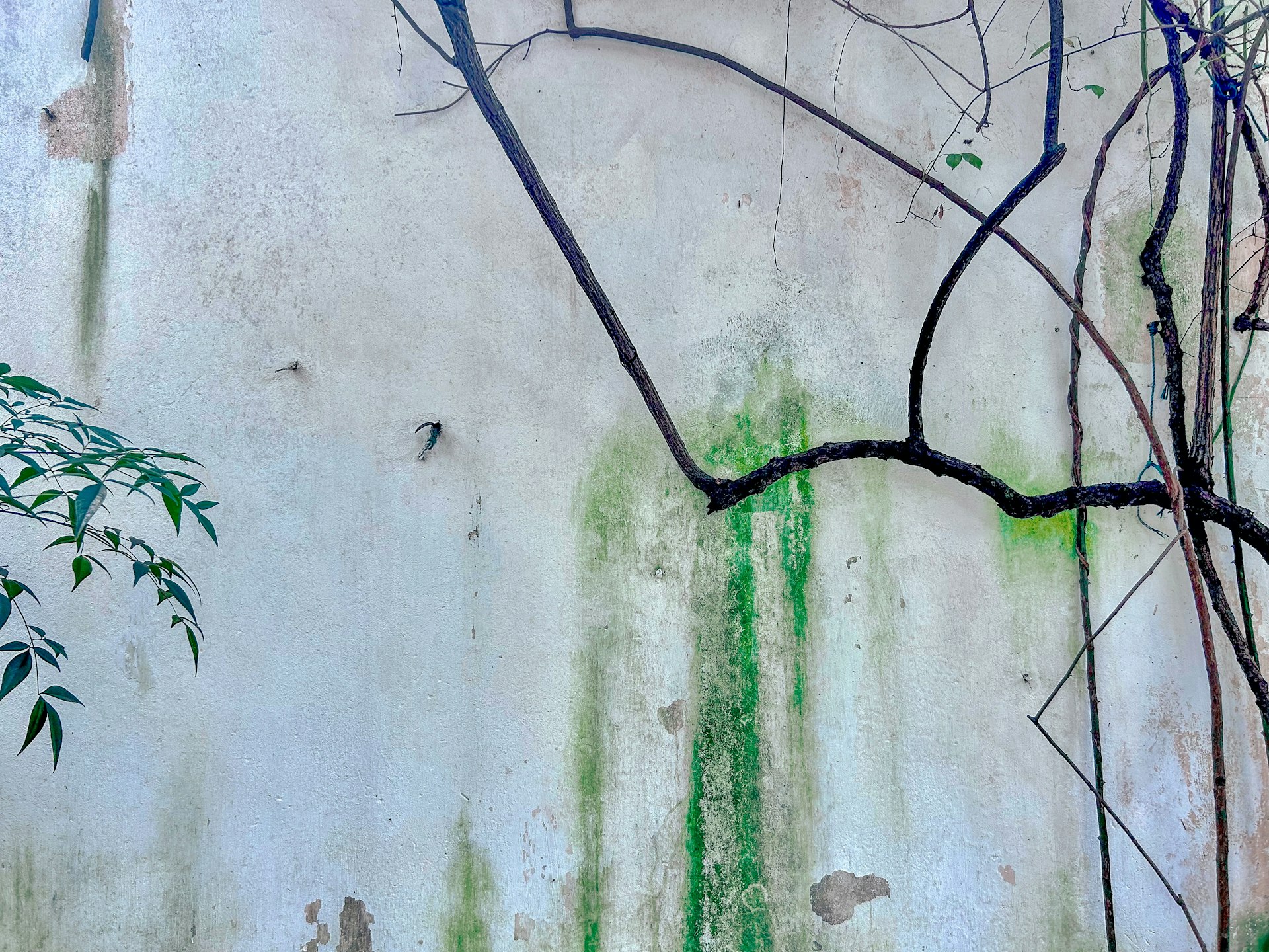 Your AI Expert: Green Algorithm for Sustainable, Profitable Business Growth.